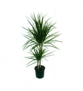 2'li marginata